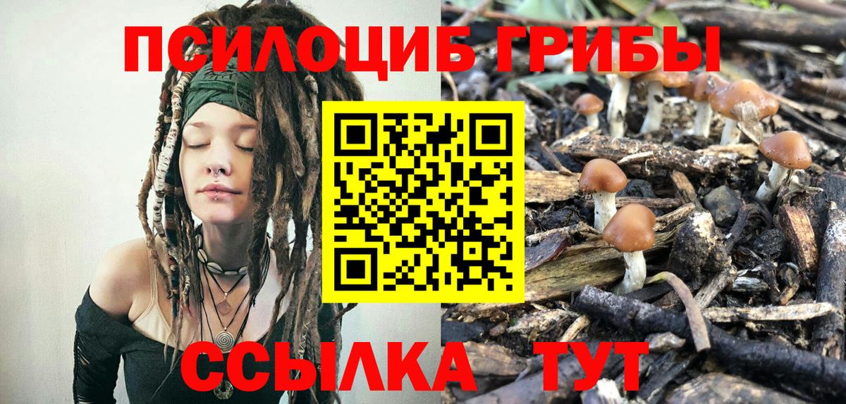 Псилоцибиновые грибы Psilocybine cubensis Среднеуральск